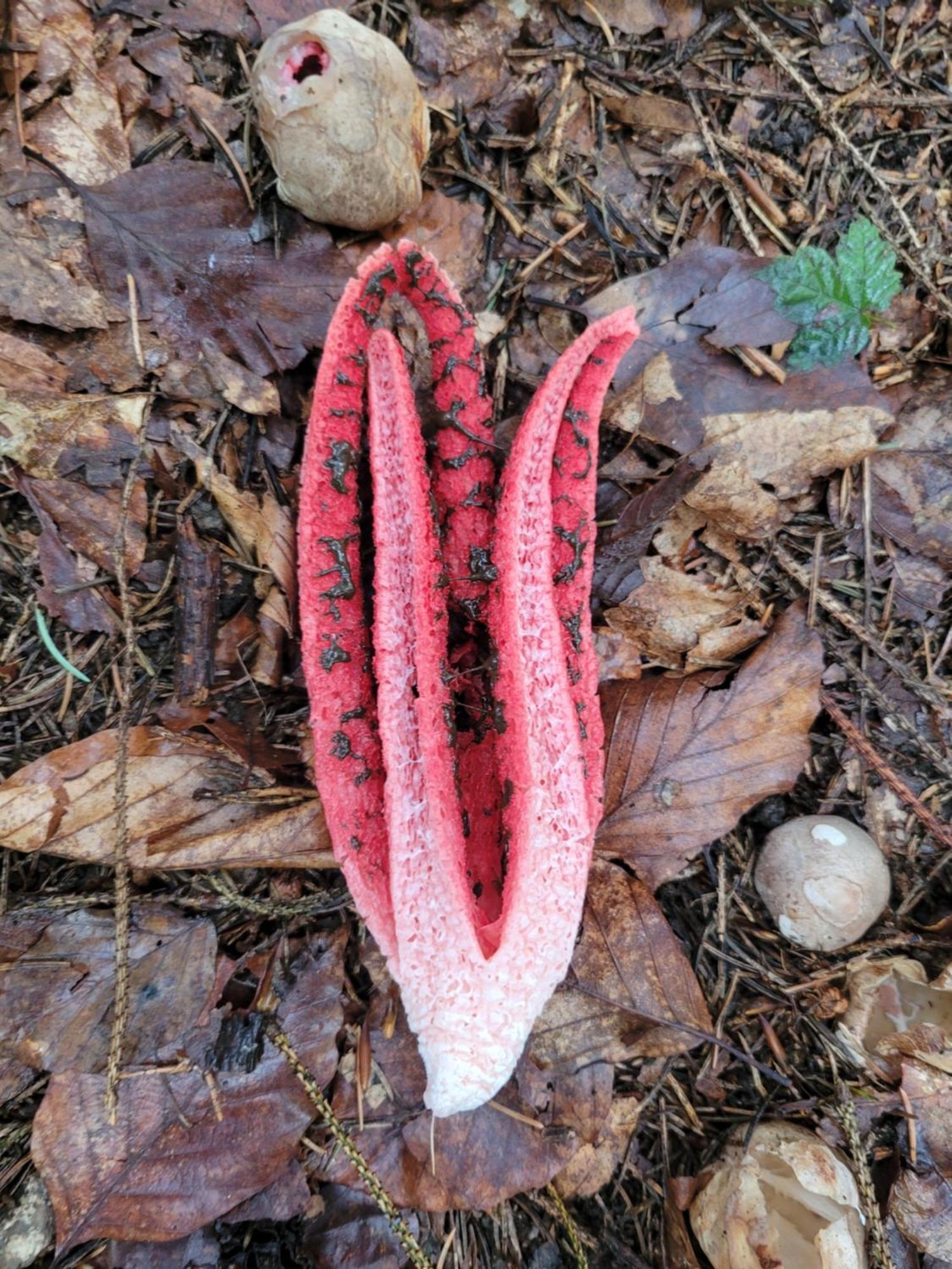 Forest Camp Dom W Gorach Sowich Michalkowa Luaran gambar